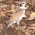 Dusky Thrush